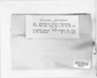 Scleroderma citrinum image